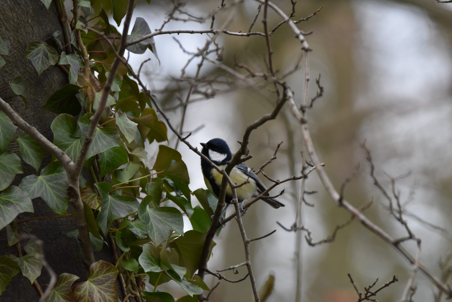 Ansichtkaart Koolmeesje