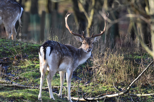 Ansichtkaart Damhert AWD