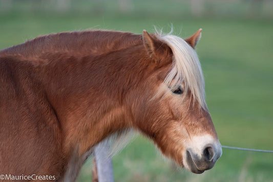 Ansichtkaart Paard